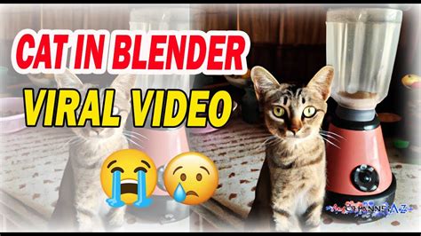 catinblender|Cat Blender Video